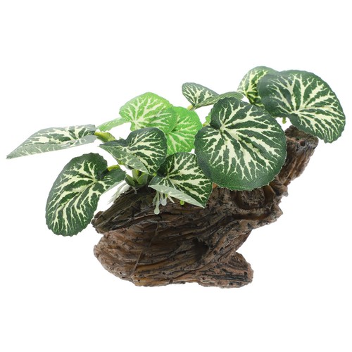 Piante per terrario rettili - per,