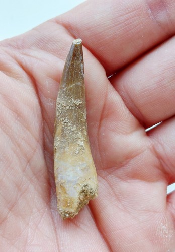 Dente plesiosauro - cm,