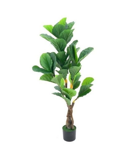 Pianta ornamentale ficus - pianta,