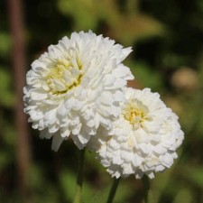 Camomilla Romana – 30 Semi