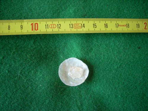 Conchiglia madreperla con - madreperla,