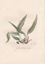 Aspidistra Lurida Vietnam