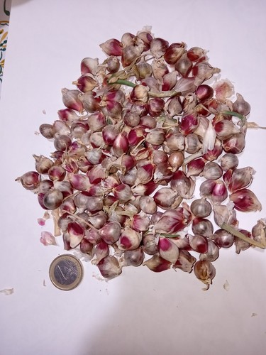Bulbilli cipolla - 20,