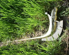 Tromba Carnyx Giocabile In Ottone Dell'Età Del Ferro DeskFord Medievale Celtico