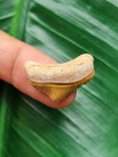 Dente posteriore piccolo 2,1