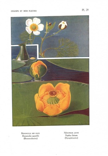 Stampa antica fiori - stampa,