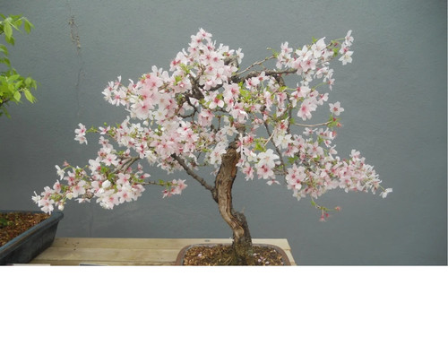 Bonsai ciliegio selvatico - ciliegio,