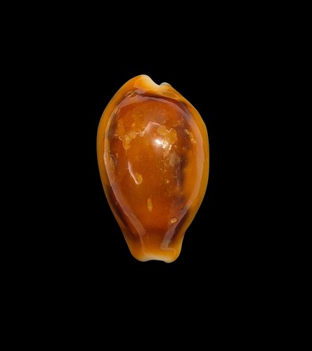 Conchiglia shell cypraea - shell,