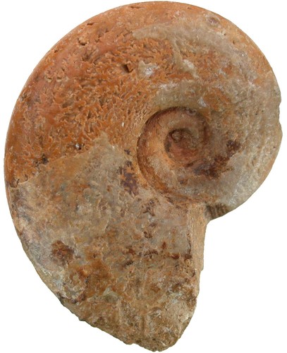 Malm lissoceratoides errato - malm,
