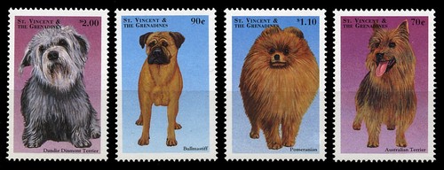 Dandie dinmont terrier - dandie,