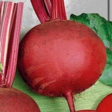 300 SEMI DI BARBABIETOLA " DA ORTO DETROIT 2 "