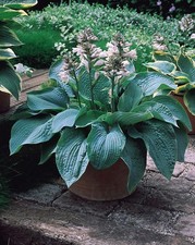 HOSTA SIEBOLDIANA ELEGANS (in
