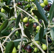 Olea europea cv CORATINA | Olivo | Olivo europeo - Olivo | Olivo