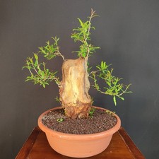 PRE BONSAI  DI MELOGRANO DA
