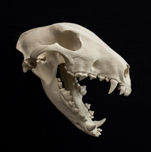 Bull terrier skull replica - skull,