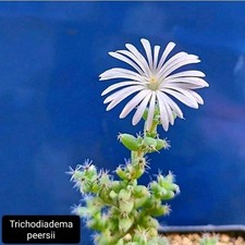 Trichodiadema peersii CAUDEX