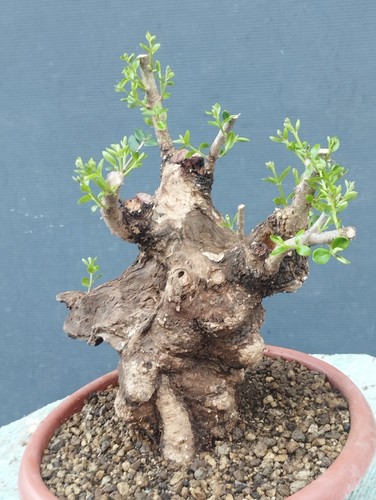 Bonsai olivastro 30x20cm - 30x20cm, in