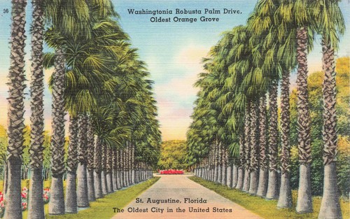 Cartolina washingtonia robusta - cartolina,