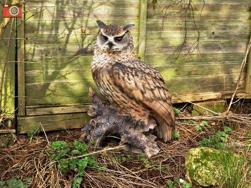 Eagle owl life size - eagle, &largest