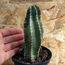 Echinocereus triglochidiatus