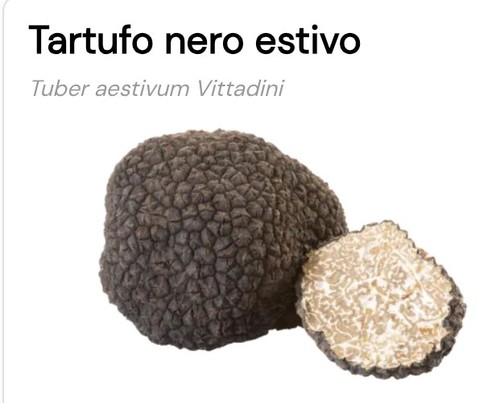 Tartufo nero estivo fresco - , di
