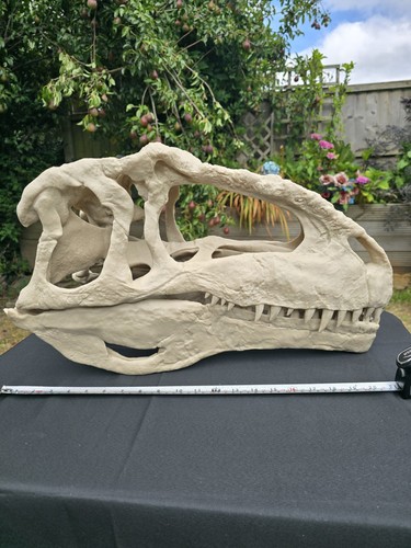 Giganotosaurus dinosaur skull - giganotosaurus,