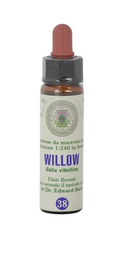 Willow princeps fiori - nr., 38