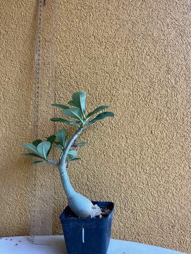 Adenium obesum caudex - , grande