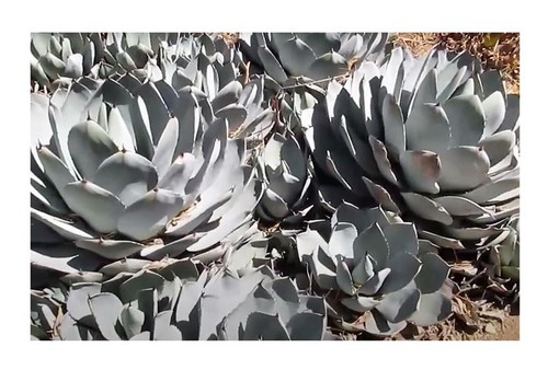 10x agave parryi - agave, semi
