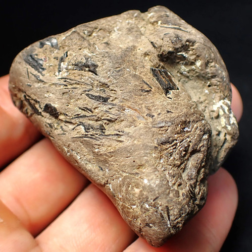 Fossil ichthyosaur coprolite