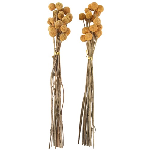 Pezzi fiori secchi - secchi, di