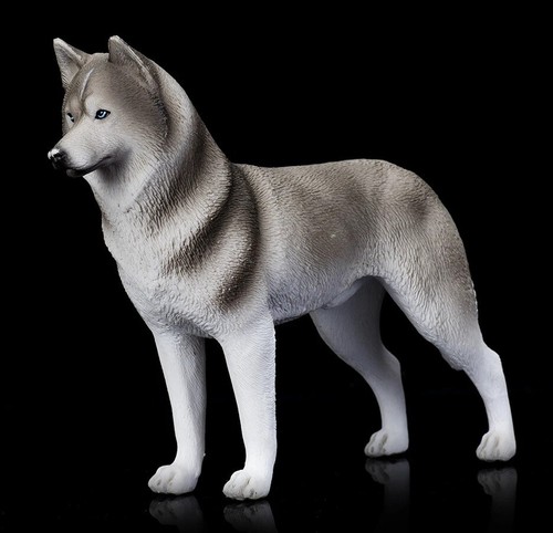 Siberian husky cane animale - siberian,