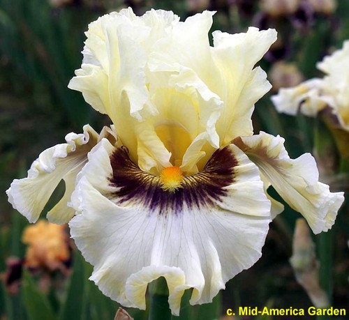 Iris truth or - 'truth,