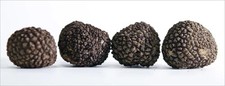 Tartufo Nero fresco -