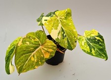 Bellissimo Filodendro Glorioso Tricolore Variegata M602