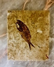 Lotto Intero Fossili Autentici