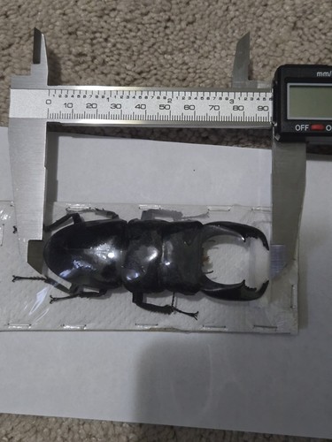 Dorcus titanus - dorcus,
