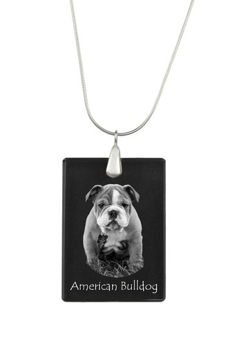 American bulldog - american,