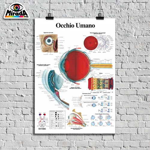 Poster occhio umano bulbo - umano,