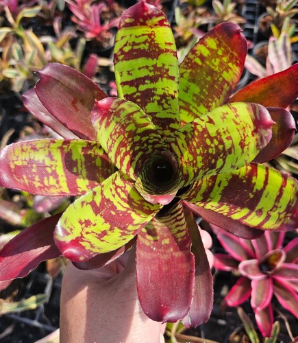 Bromelia neoregelia primavera - neoregelia,
