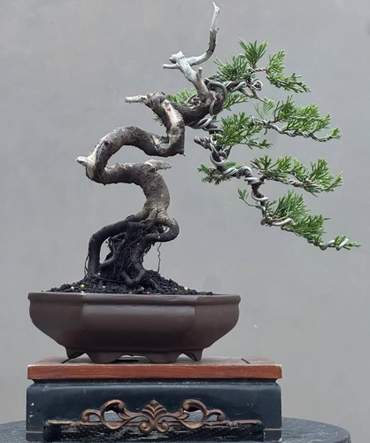 Bonsai albero vivo - albero,