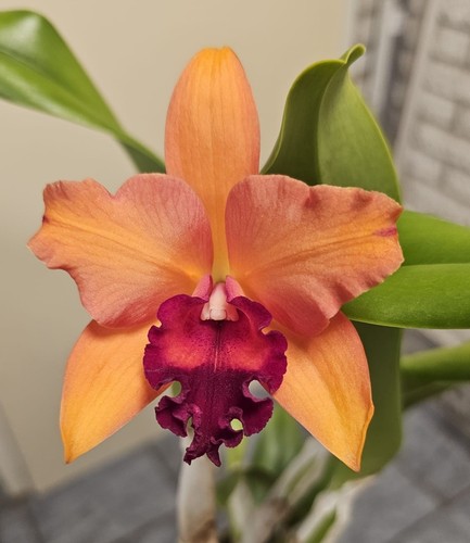 Profumo orchidea cattleya rth - profumo,