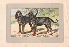 CANI razza CANE GRIGIO DI SAN