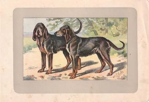 Cani razza cane grigio san - cane,