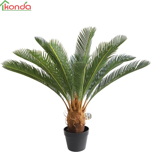 Dechome cycas pianta - dechome,