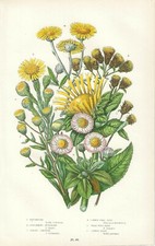 Stampa antica FIORI PRATOLINA