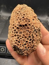 Indiana Favosites Charlevoix