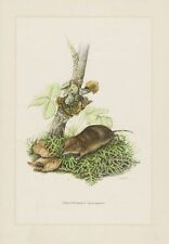 Topo a punta della foresta Sorex araneus topo a punta stampa a colori 1958