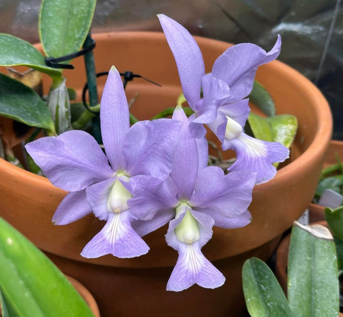 Cattleya nobilior var pianta - var.,
