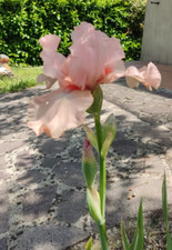 1 rizoma di ibrido iris rosa